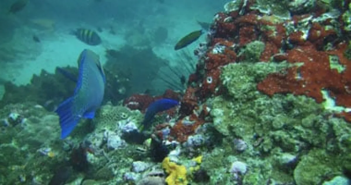 الاتحاد الأوروبي يطلق أسطول روبوتات وطائرات مسيّرة لتنظيف قاع البحار