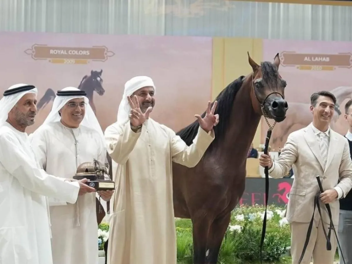 42 خيلاً عربياً تتنافس على لقب بطولة دبي الدولية