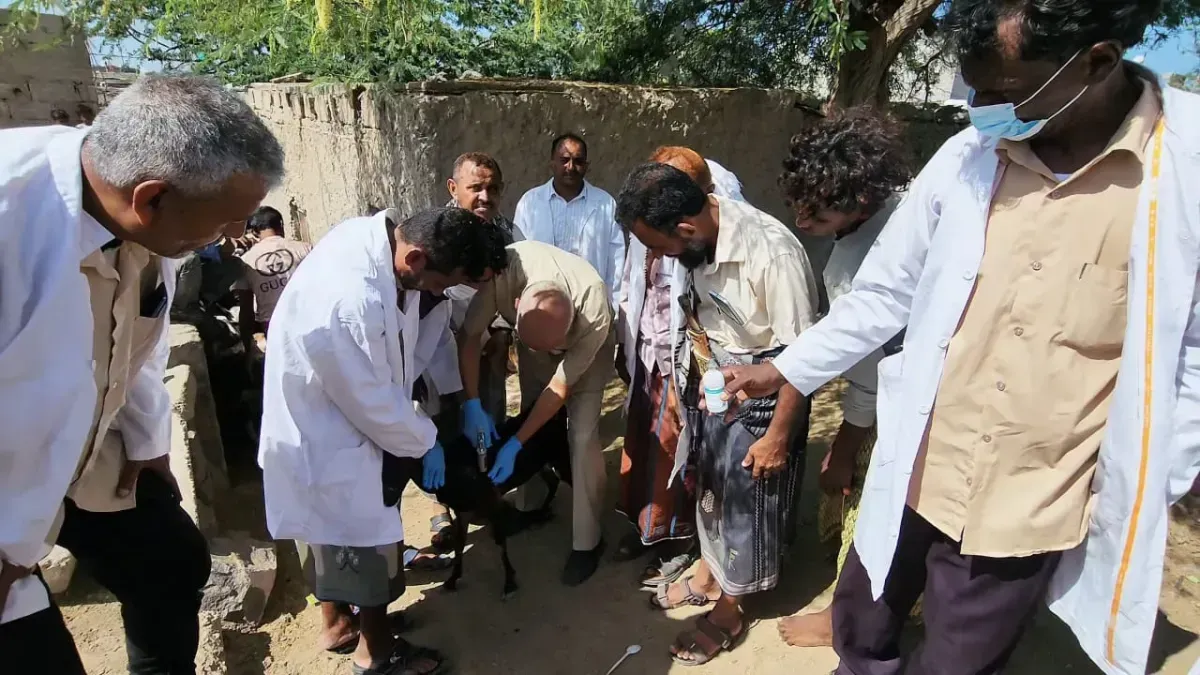 المخا: حملة تحصين بيطري لحماية الثروة الحيوانية بعد السيول