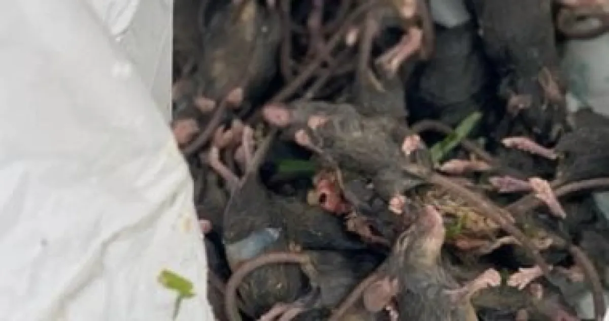 مدن عالمية تعتمد التعايش مع الفئران بدلاً من الإبادة